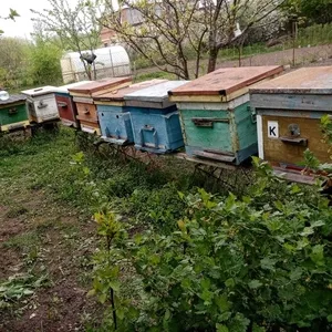 Пчелы и улья в Курске