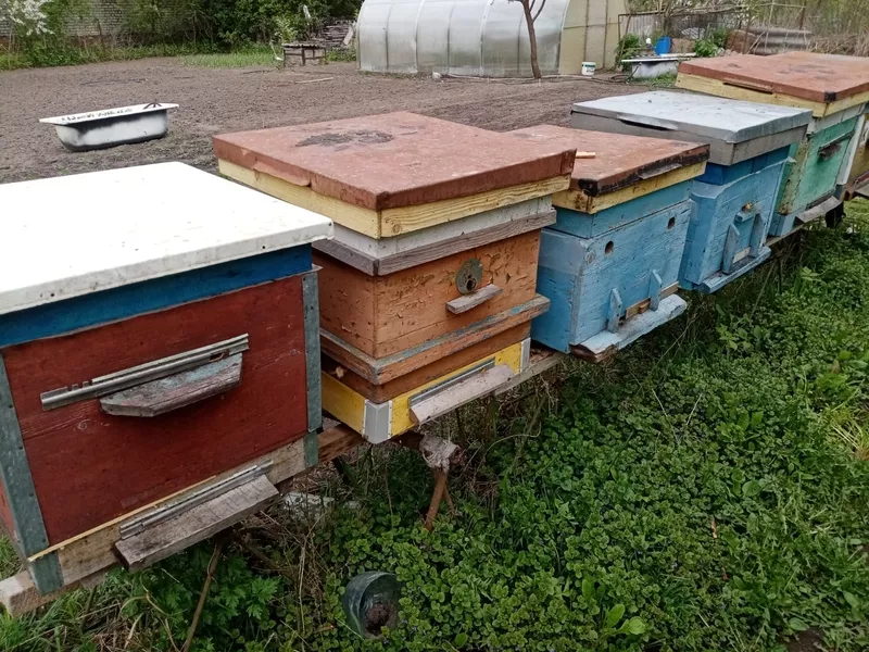 Пчелы и улья в Курске 4