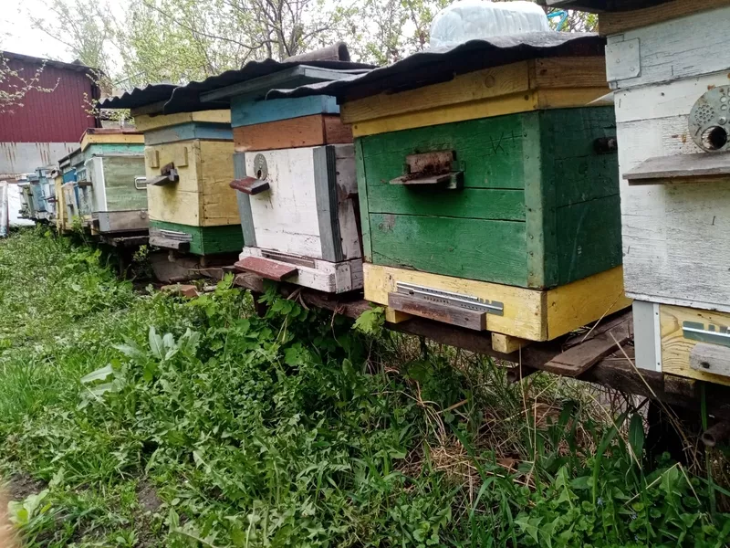 Пчелы и улья в Курске 3