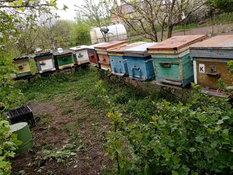 Пчелы и улья в Курске